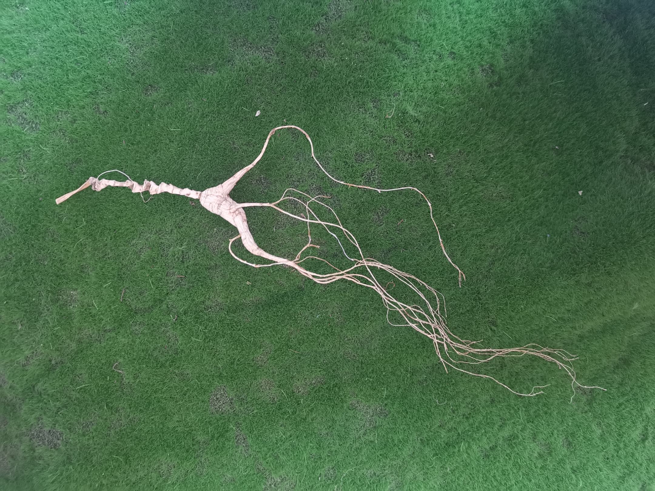 地参植株与地下块茎特写