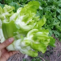 小脑壳儿菜，早儿菜陆续上市