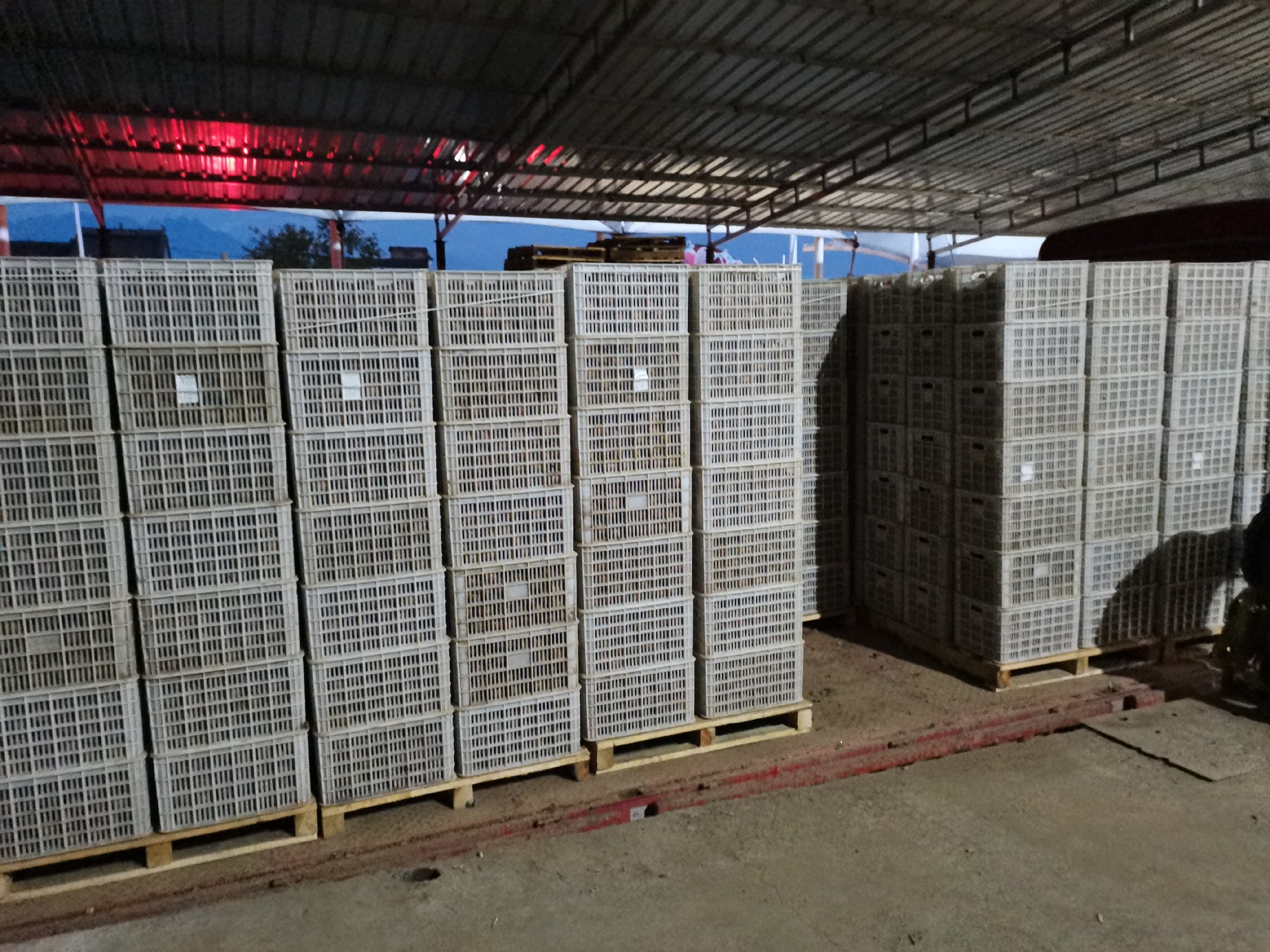 果园中释放角额壁蜂进行授粉作业场景