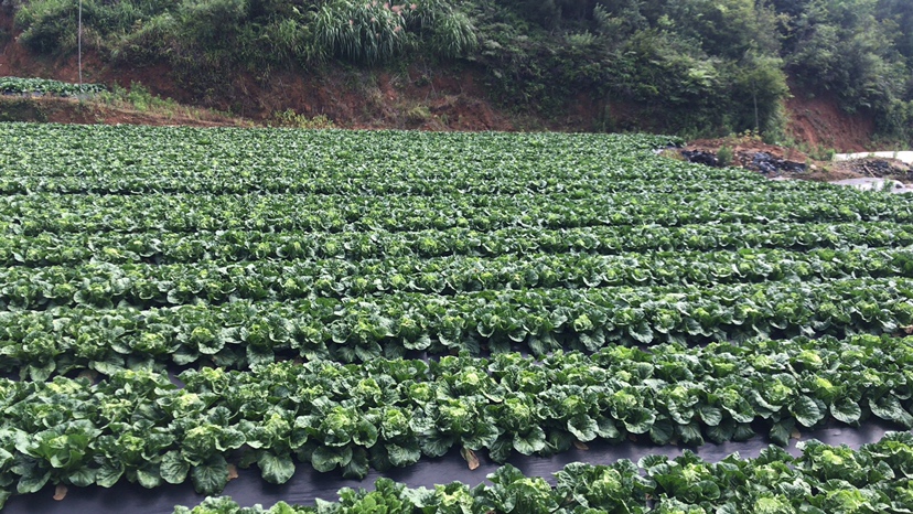 农户采收夏阳白菜现场