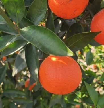 世纪红又名东方红又名美国糖桔