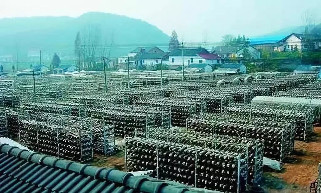 浙江庆元香菇晾晒场景