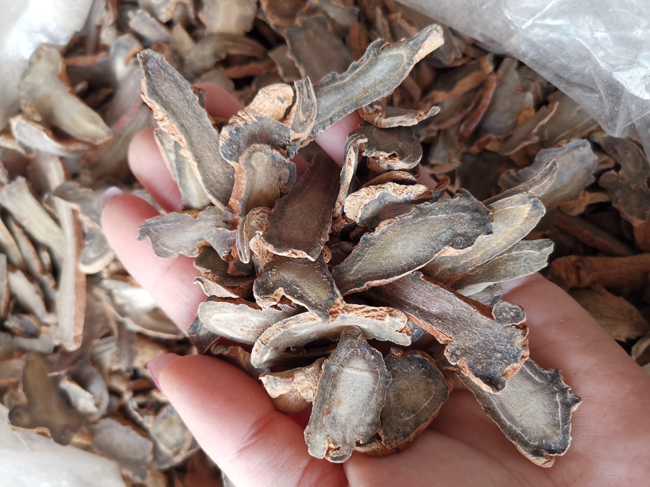 优质三七干品特写：完整主根长4–6cm，表面灰褐带金属光泽，瘤状突起饱满均匀，断面黄绿油润，可见清晰菊花心结构，边缘无裂纹无霉斑