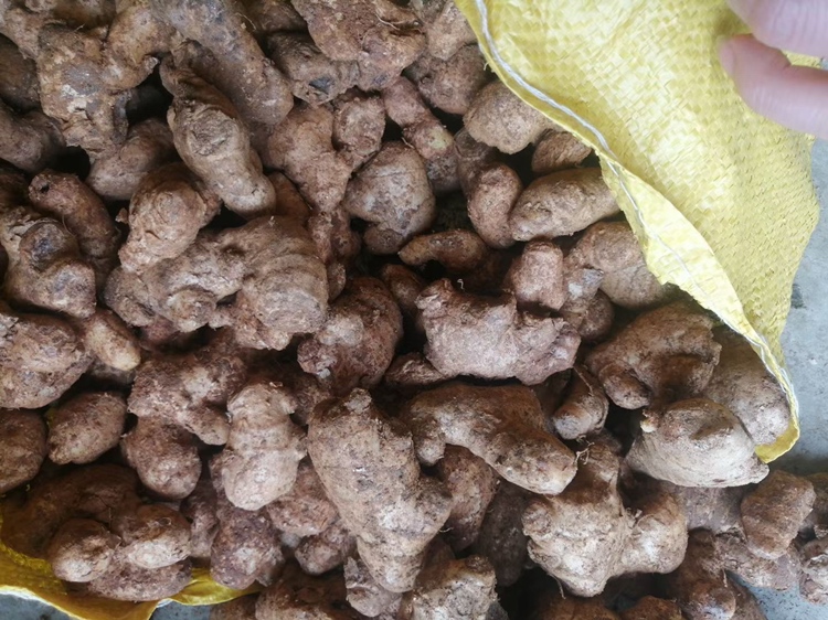鬼子姜特写 鬼子姜的特写照片,展示其黄褐色的表皮和白色内部果肉