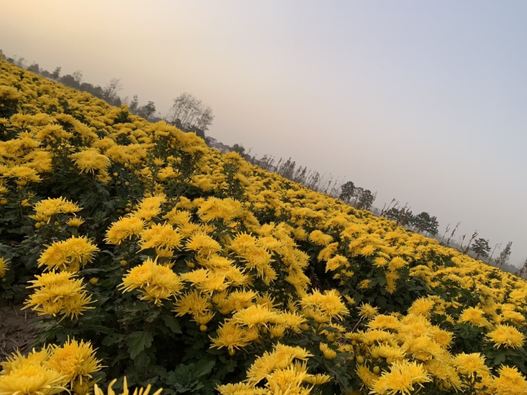 花园中的米迦勒雏菊
