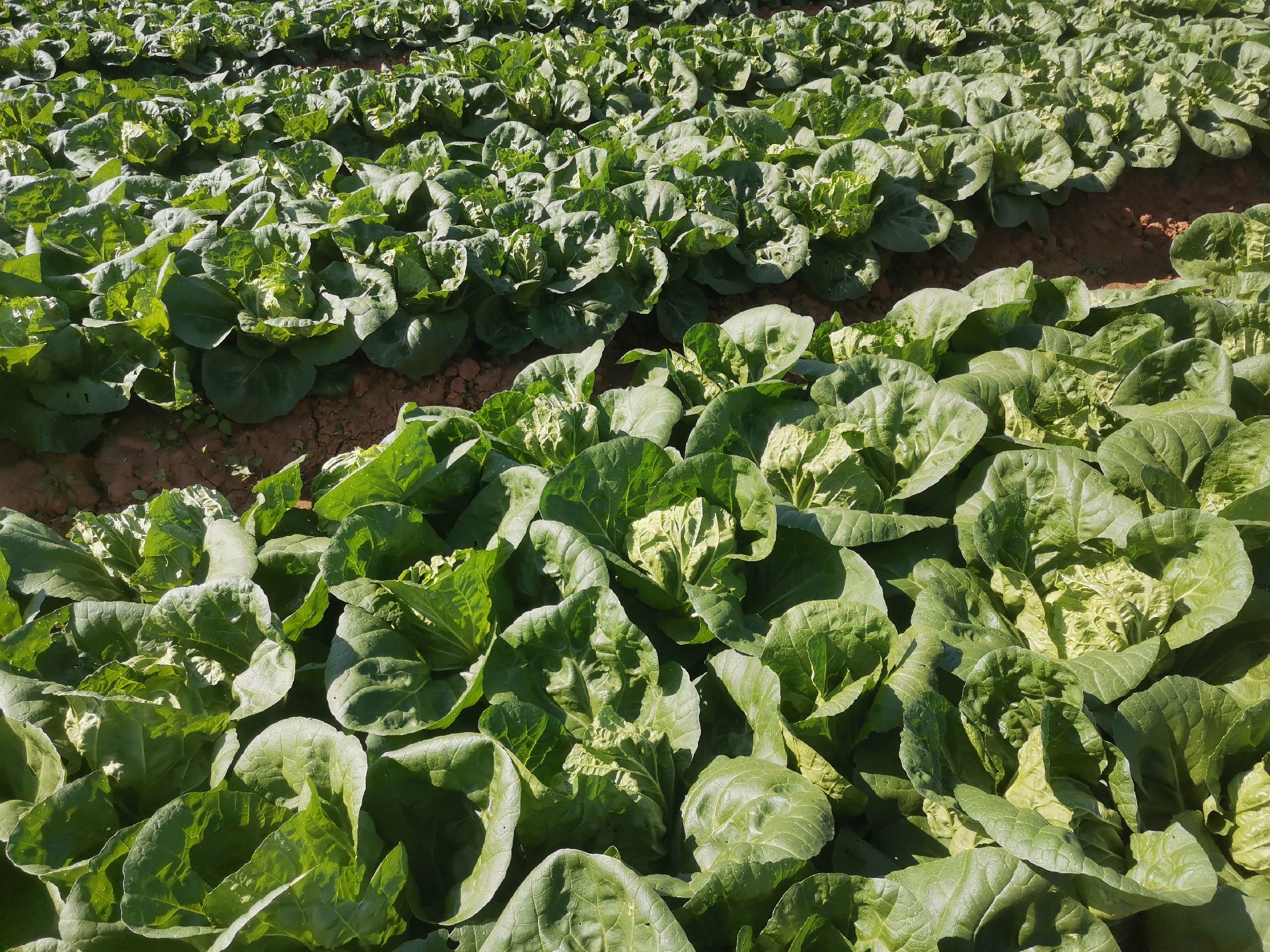 夏阳白菜田间生长实景