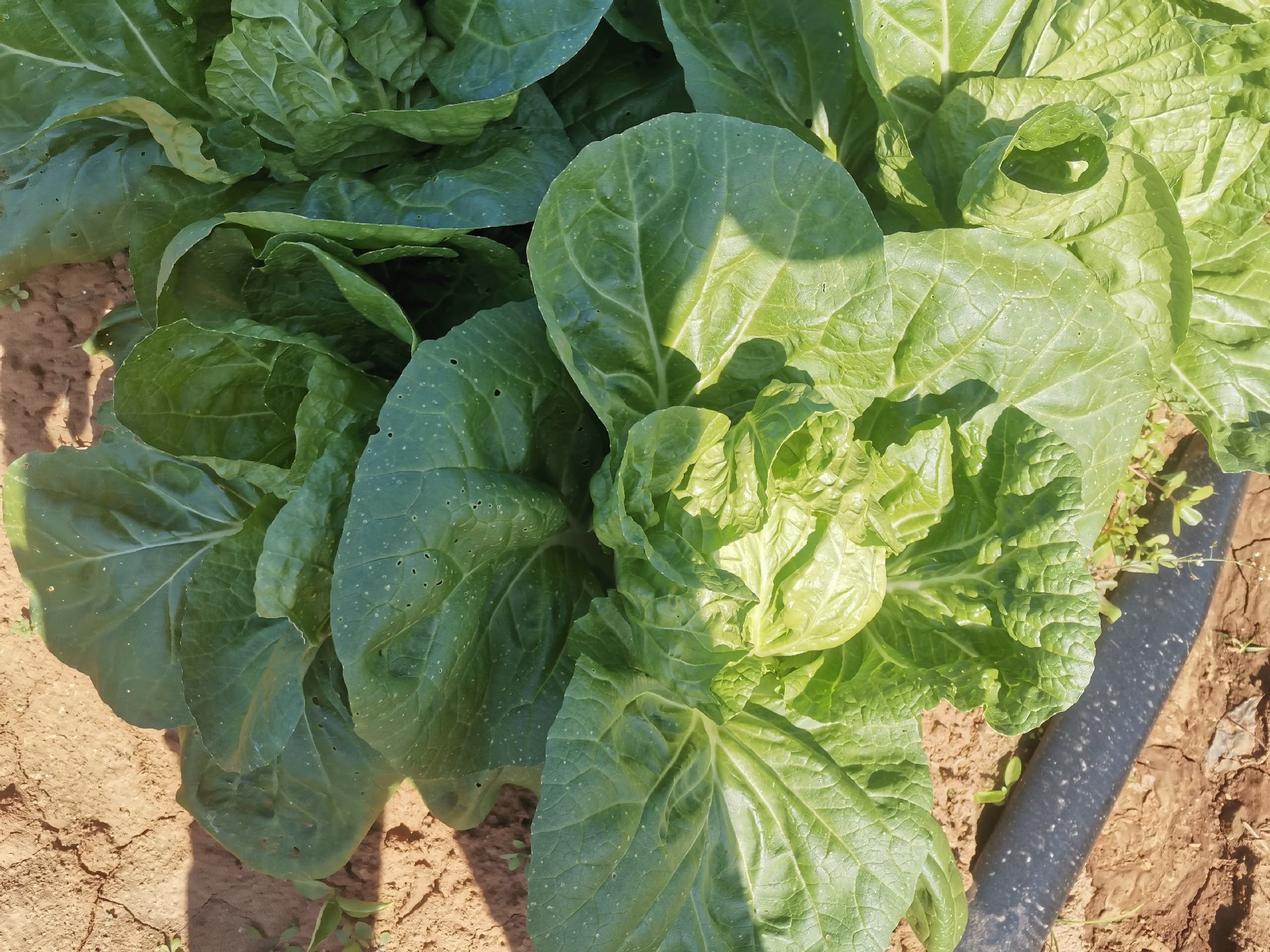 展示白菜田间良好的管理状态,植株健康,无明显病害 白菜田间管理图
