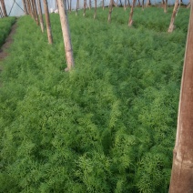 茴香大量有货，要的联系