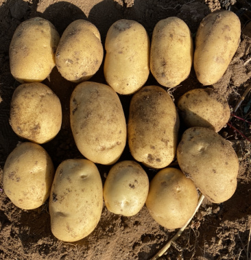 内蒙土豆,武川县优质希森六号,一手货源,保质保量