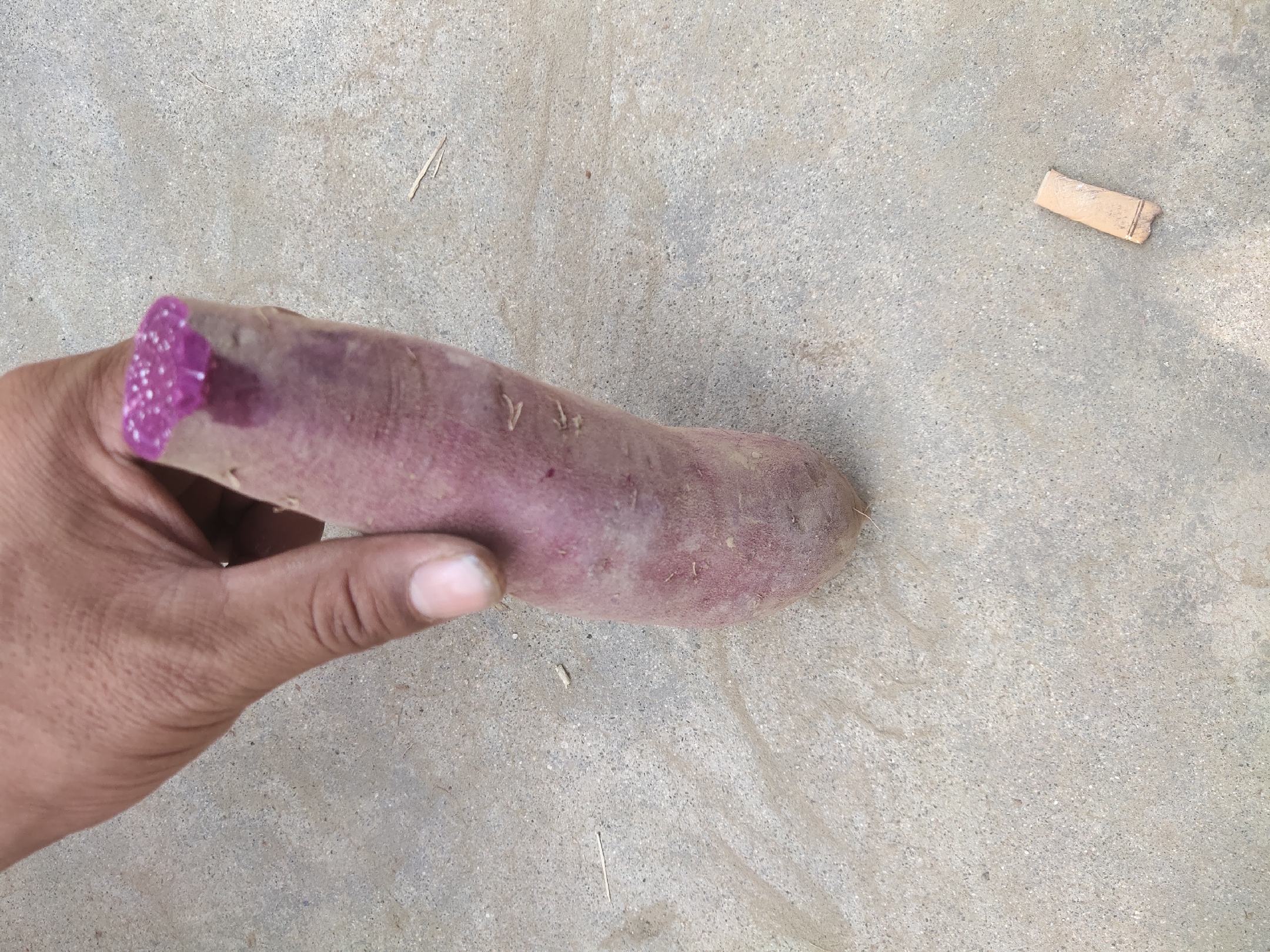 家庭厨房中切开的土豆与红薯对比照片