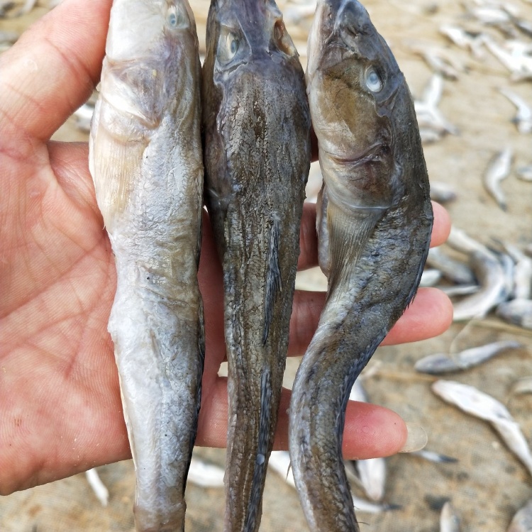 [咸鱼批发]狗广鱼咸狗刚鱼自家渔船腌制的!常年有货!