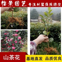 茶花苗山茶花树苗盆栽花卉庭院花卉风景树花境植物绿园林绿化