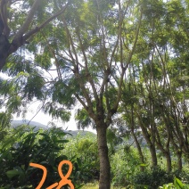 攀枝花蓝花楹胸径28公分，云南货源