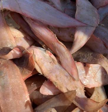 莱州港塔米尖子舌头鱼薄片鱼当地一手货源全国直供价格优惠