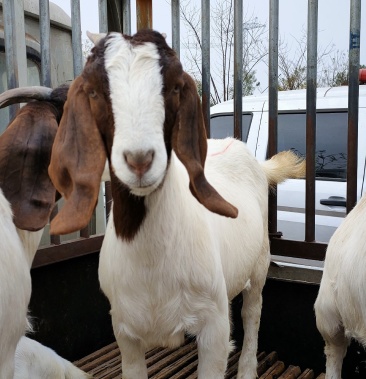 大耳朵波尔山羊包技术包运输一只也是批发价格