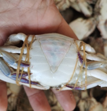 厂家直销活冻梭子蟹三角蟹活体单冻江苏海鲜水产