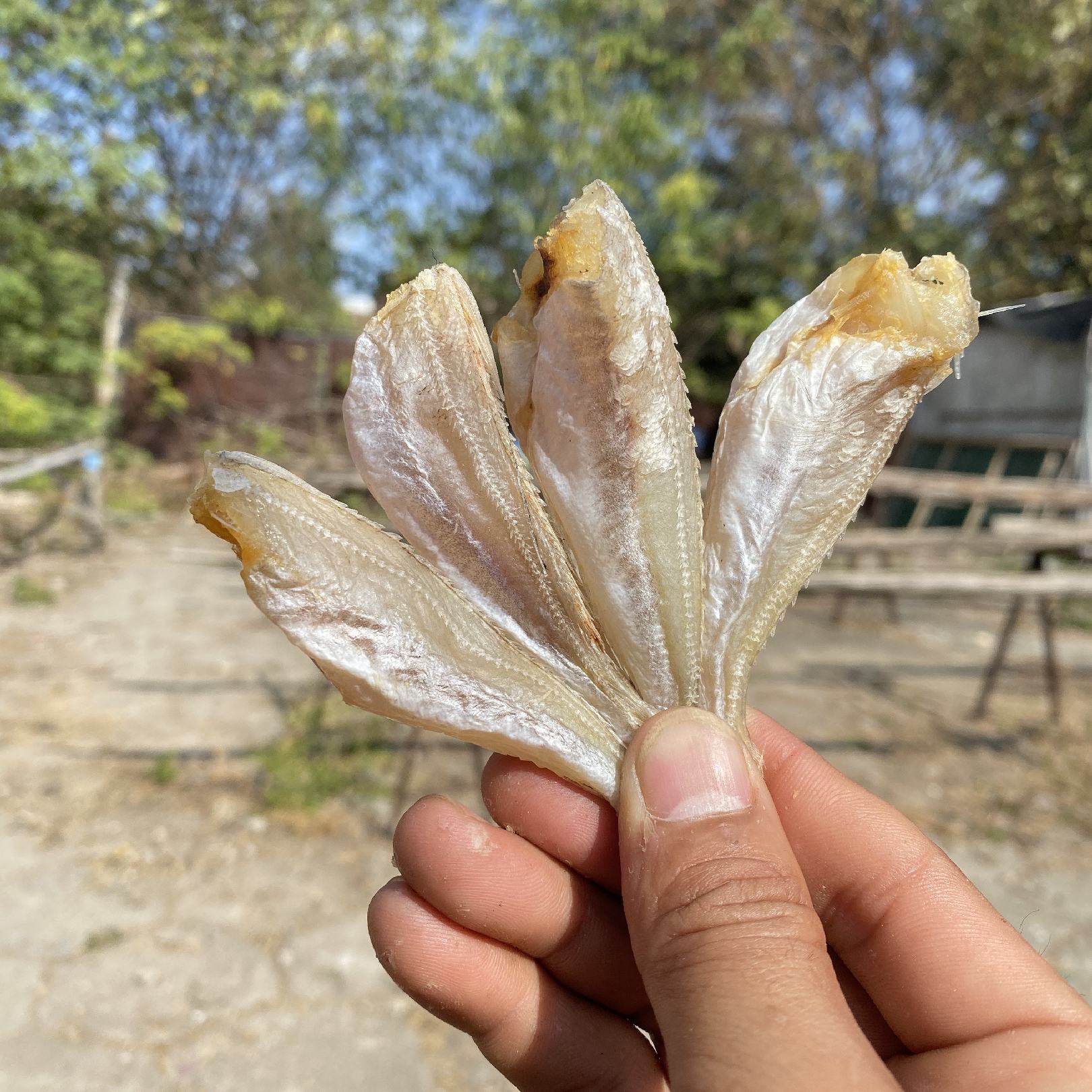 北海特產紅娘魚 六角頭 鹹魚幹擺攤熱銷產品