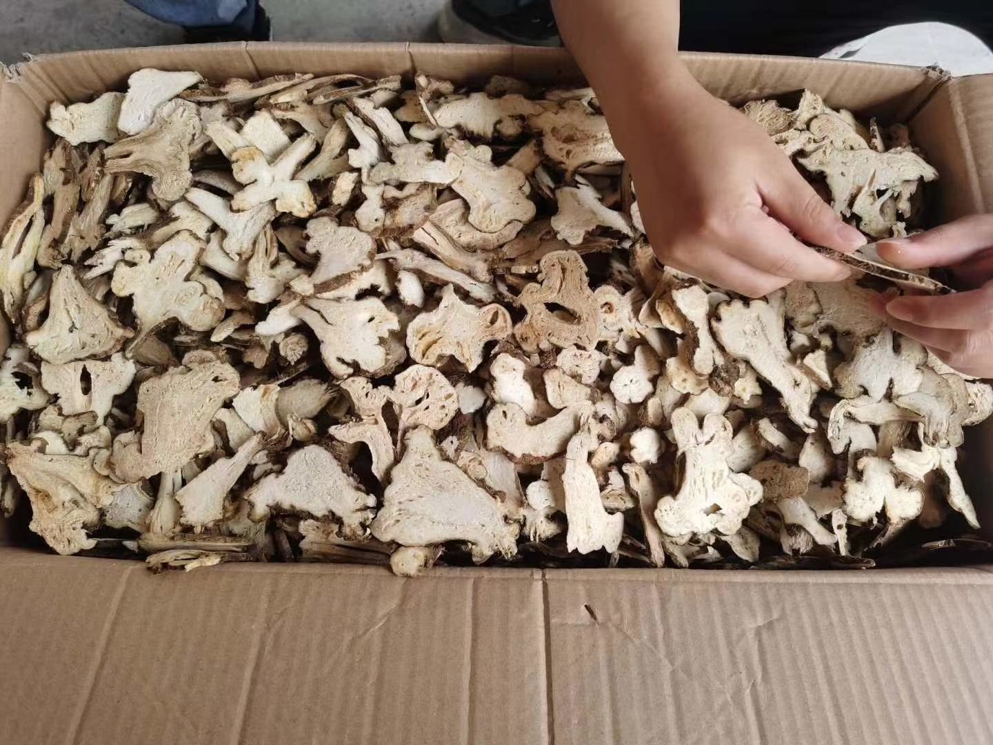 中医师在中药房调配白术片