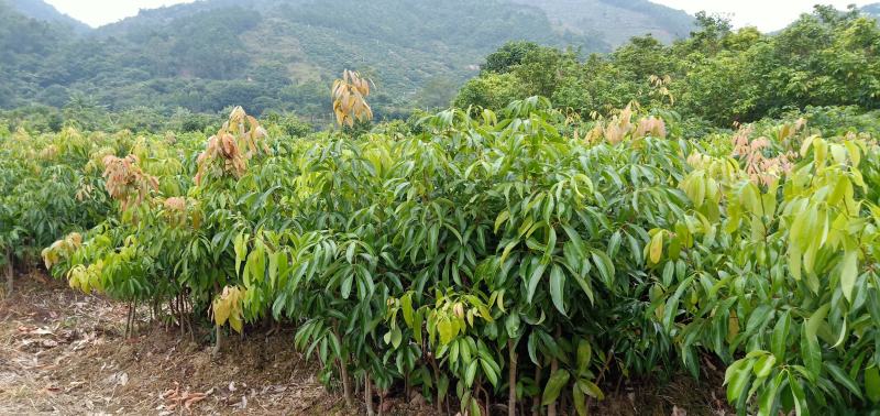 仙进奉荔枝种植海拔1200一1300可以吗