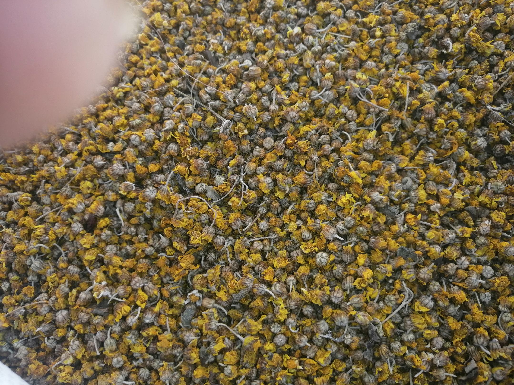野菊花茶汤品质对比:突出真伪样品在汤色、澄明度、沉降物三维度的客观差异,强化消费者鉴别能力 野菊花茶汤对比图:左杯为伏牛山野生野菊花(汤色浅黄绿、透亮、杯底沉降物极少),右杯为市售混杂甘野菊茶样(汤色偏黄褐、微浊、杯壁附着褐色絮状物)