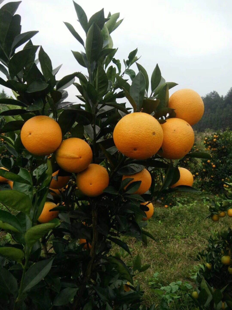 麻阳冰糖橙次果55规格以下不含55以上果除烂
