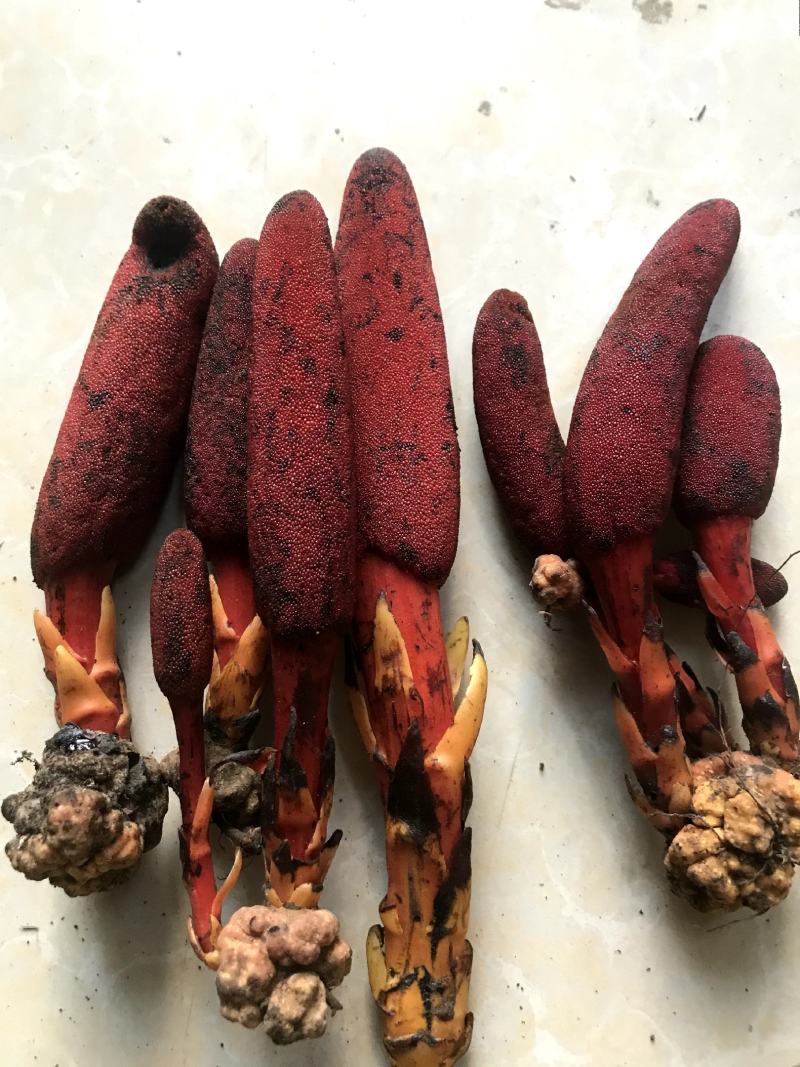 广西回春草草苁蓉顶天柱