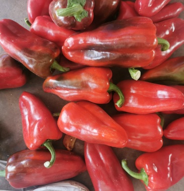 精品大甜椒(元谋精品辣椒)