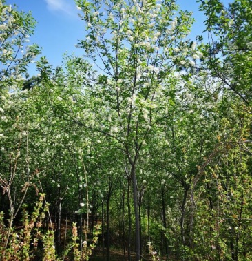 稠李臭李子绿叶稠李 臭耳子 高分枝2米-2.