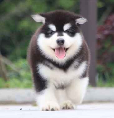 纯种阿拉斯加犬幼犬活体雪橇三傻之一疫苗齐全在线视频挑选