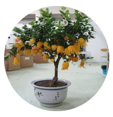 佛手盆栽招财植物客厅金华花多肉树