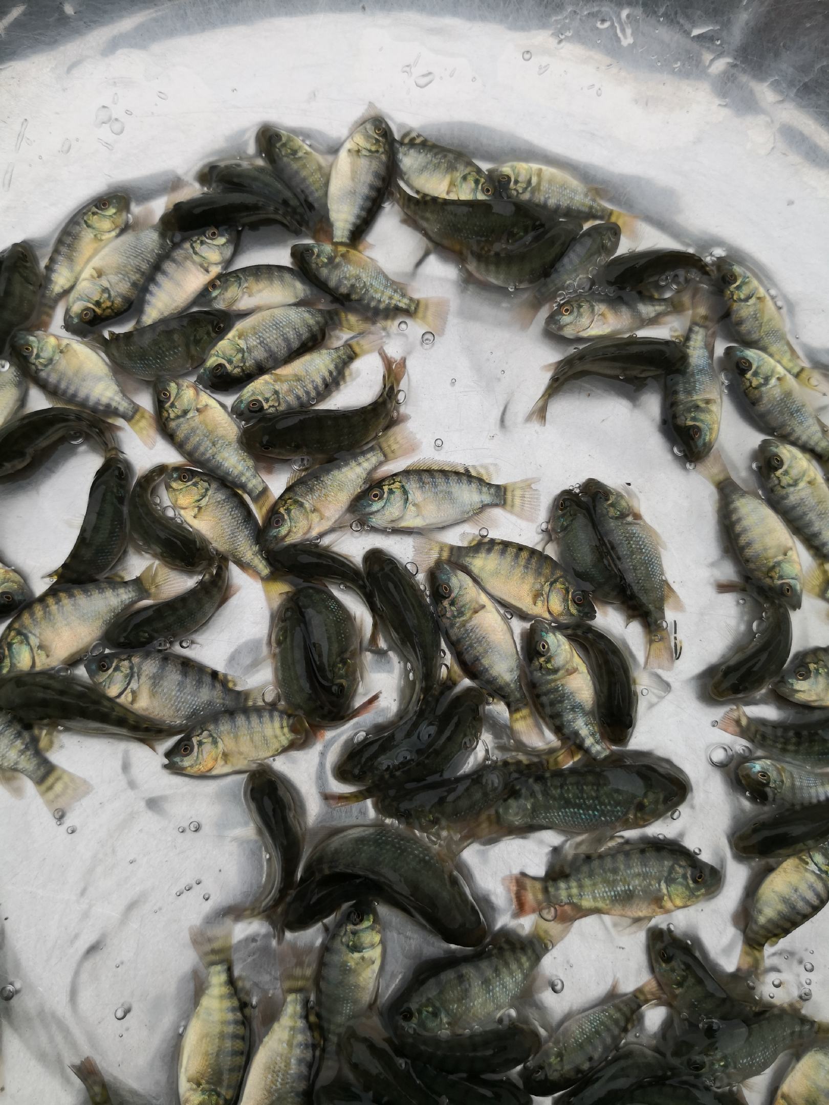 [罗非鱼苗批发]罗非鱼苗(海南一号)生长速度快,抗病历强,好运输价格0.