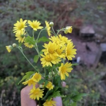 菊花，菊花茶，太阳花，花茶茶叶花果茶