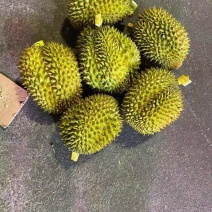 【一手货源常年有货】泰国金枕榴莲，大量供应，批发零售均可