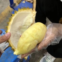 【一手货源常年有货】泰国金枕榴莲，大量供应，批发一件代发