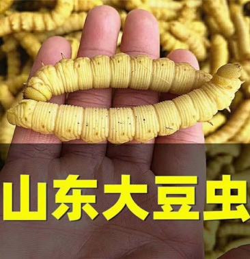 [豆丹批发]【山东大豆虫】豆虫豆丹活体速冻食用豆青虫豆天蛾真空包装
