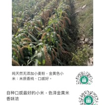 自家种植黄金黄谷子，色泽金黄，口感好，米香味浓。