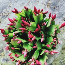 大量供应蟹爪兰，贺兰红，带花苞，规格颜色齐全，量大优惠