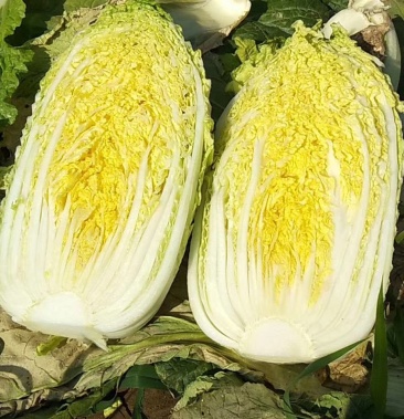 娃娃菜 黄心菜 黄心娃娃菜,质量好,品质高