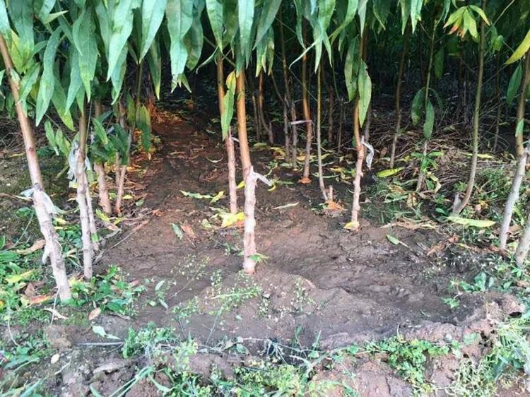 黄桃秋季基肥施用现场图