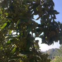 优质嫁接八角树杯苗木王种