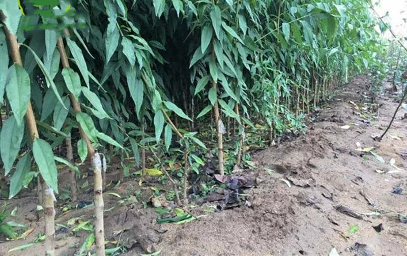 金陵黄露冬季修剪示范现场