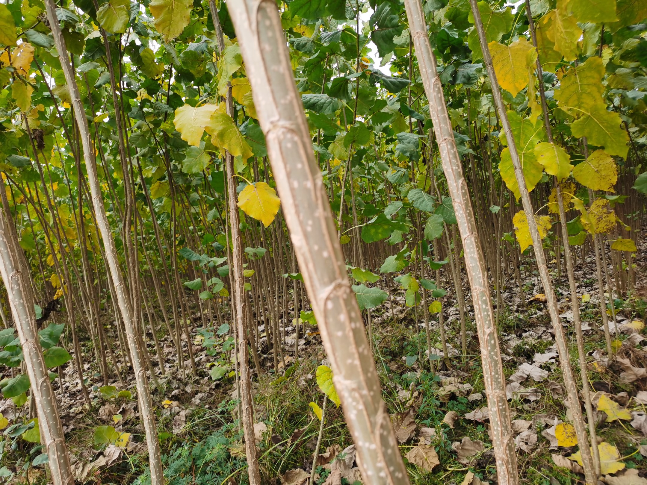 三红蜜柚种苗嫁接现场