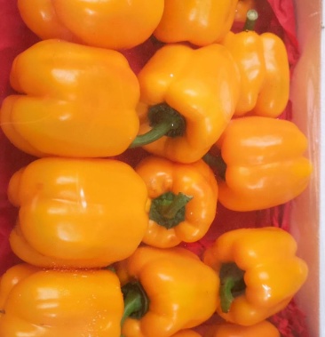 黄圆椒承接代卖西安欣桥市场