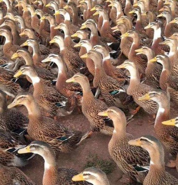 大种黄麻鸭苗,厂家直销,质量保证