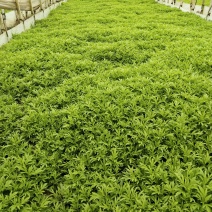 头茬芦蒿，靓货大条，欢迎订购
