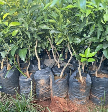 091无核沃柑树苗营养袋装