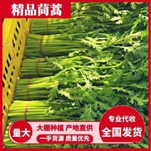 【茼蒿】产地直供现摘现发新鲜直达脆嫩好吃蔬菜基地茼蒿