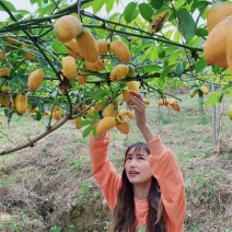 九月黄金蕉两年苗三年苗大量提供基地直发