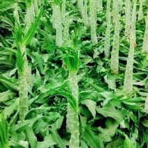 河北定州蔬菜基地大量供应红叶莴笋莴笋杆子