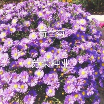 荷兰菊种子阳台庭院花卉种子蓝紫色纽约紫菀花多年生耐寒花